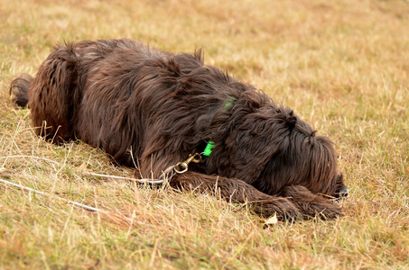 犬