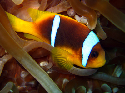 红海 anemonefish