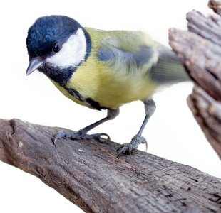 大山雀，parus 主要