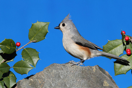 上一个岩石与赫莉 titmouse