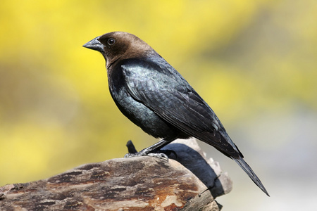 坐在高处 cowbird