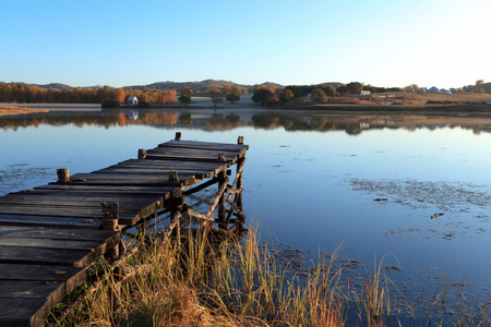 下柳树在雾的早晨在 Luznice 河的海岸在捷克共