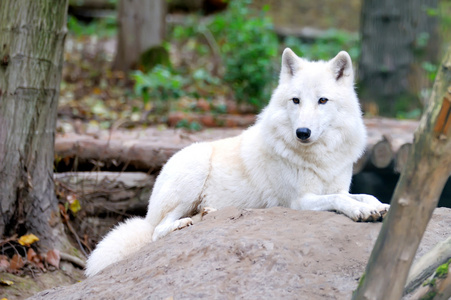在森林里的白狼