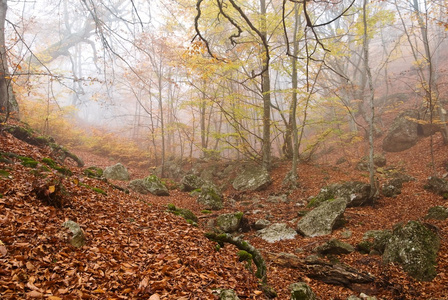 秋天的薄雾森林