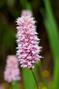 persicaria 拳参