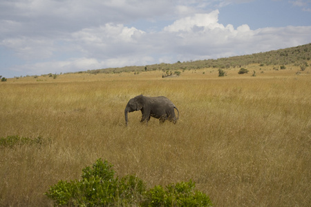 大象的散步走过平原的马赛马拉