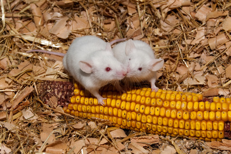 白色实验室鼠标与玉米芯