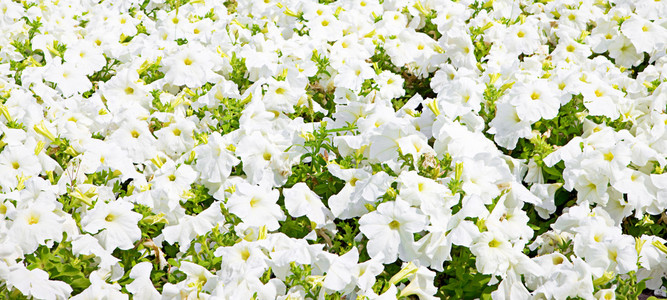 美丽的白色鲜花