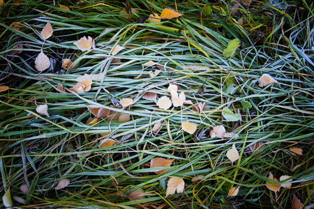 霜的草地上