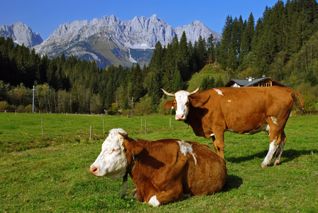 两个母牛在奥地利阿尔卑斯山图片