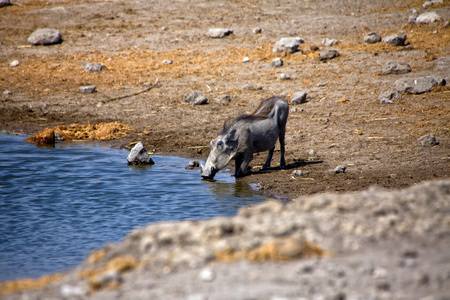 在埃托沙国家公园纳米比亚疣猪饮水
