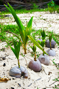岸上的椰子棕榈树的芽苗菜