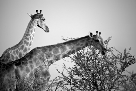 两个长颈鹿吃一棵树在埃托沙国家公园纳米比亚