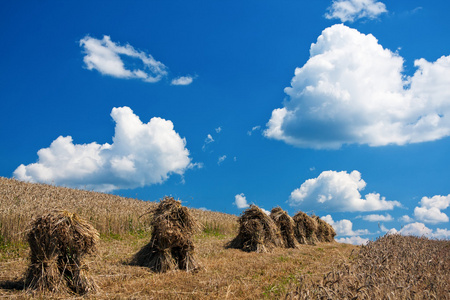 夏天风景