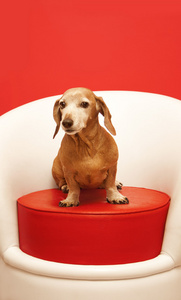 腊肠狗坐在红色的坐垫凳上图片