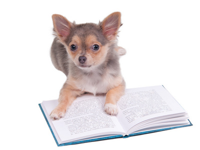 读一本书的 chihhuahua 小狗