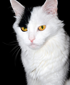 一只白猫在黑色背景上的肖像