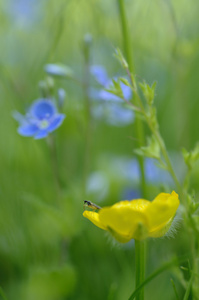 黄色花与昆虫和蓝色的花，在绿草中