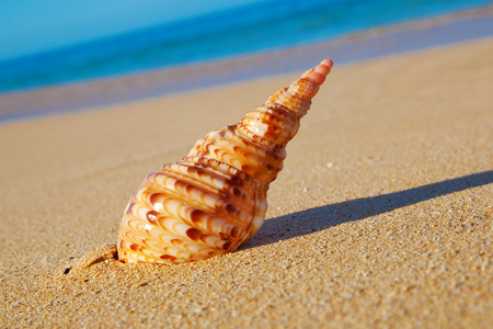 在海滩上的贝壳图片
