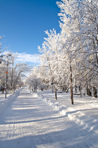 冬季公园在雪中