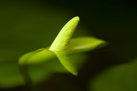 小水花