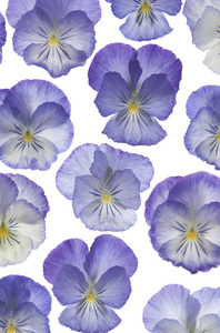 三色紫罗兰花