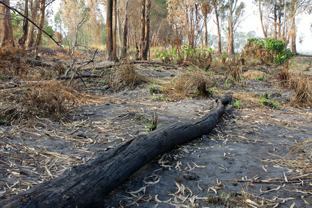 火灾后的树木烧焦的树干图片