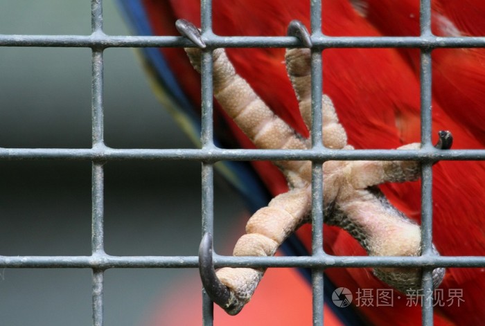 金刚鹦鹉爪