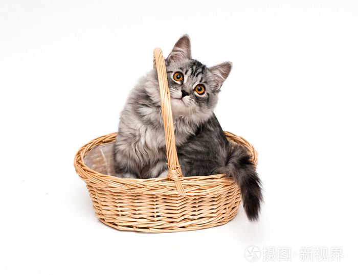 在篮子里的搞笑小猫