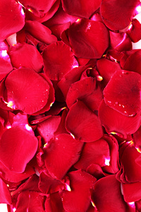 美丽的红玫瑰特写花瓣