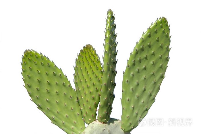 仙人掌