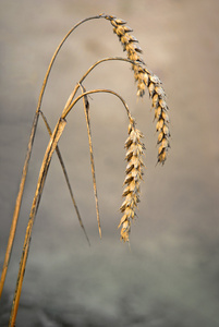 干小麦