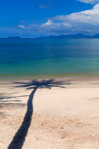 在海滩上的棕榈树影子