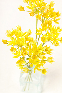 黄色花瓶里的花