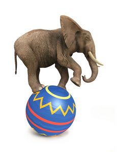 大象平衡球图片
