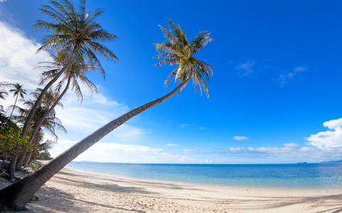棕榈树热带度假村沙的海滩上