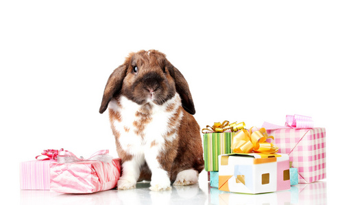 折叠兔与孤立在白色的礼品盒