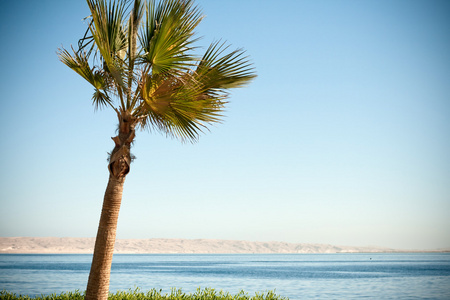 棕榈和海滩