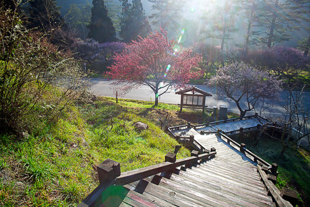 梅花盛开树分支深散景