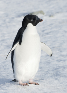 阿德利企鹅站在雪上