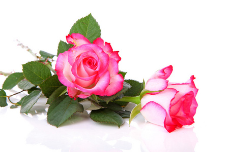 两个美丽的粉红色玫瑰