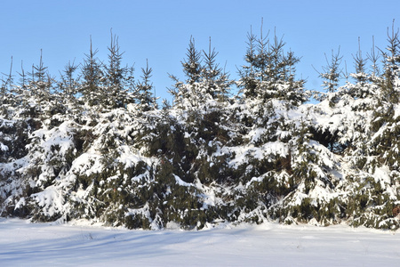 大雪覆盖的毛皮树