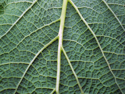 植物的叶关门