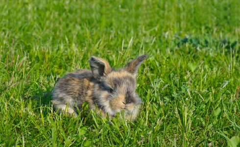 在绿色草地上的绒毛兔