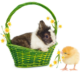 兔子在绿色购物篮和鸡