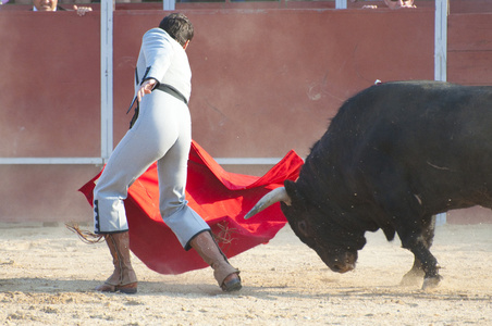战斗从西班牙公牛图片。黑公牛