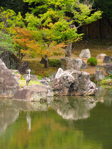 日本花园里的苍鹭