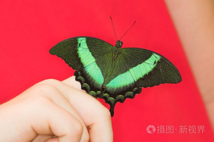 swallowtail燕尾