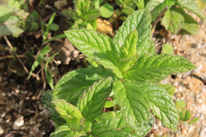 野生薄荷