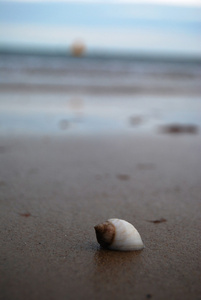 海滩上的贝壳